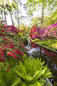 Rhododendron 'Philinte', Rhododendron 'Addy Wery', Rhododendron 'Maxwellii', Matteucia struthiopteris, Parc Floral de Vincennes, Paris, France