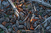 Background of forest floor with wood chips, sprigs and cones of Scots pine (Pinus sylvestris), mont Ventoux, Vaucluse, France