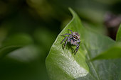 Jumping spider (Carrhotus xanthogramma) female on Ivy (Hedera helix) leaf, Pyrenees-Orientales, France