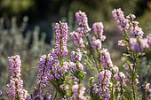 Mediterranean heath (Erica multiflora), Calanques National Park, La Ciotat, Bouches-du-Rhone, France