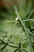 Drop of milky sap from Cypress spurge (Euphorbia cyparissias), Gard, France