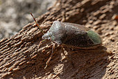 Southern green stink bug (Nezara viridula), winter form, Gard, France