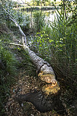Tree felled by a European Beaver (Castor fiber), Bouches-du-Rhône, France