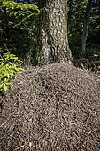 Ant hill in forest, France