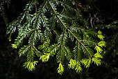 Young shoots of Silver Fir (Abies alba), Parc Naturel Régional du Verdon, France