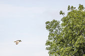 Night Heron (Nycticorax nycticorax) in flight, Camargue, France