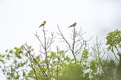 European Bee-eater (Merops apiaster) on a tree, Camargue, France