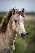 Camargue horse foal, Camargue, France