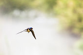 Barn swallow (Hirundo rustica) in flight, Camargue, France
