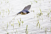 Barn swallow (Hirundo rustica) in flight, Camargue, France