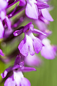 Pyramidal orchid (Anacamptis pyramidalis) flowers, Bouches-du-Rhône, France
