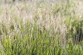 Great Reed Warbler (Acrocephalus arundinaceus) singing, hidden in the reeds, Bouches-du-Rhône, France