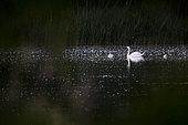 Mute swan (Cygnus olor) and its chicks on the water, Bouches-du-Rhône, France