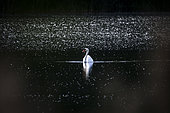 Mute swan (Cygnus olor) on the water, Bouches-du-Rhône, France