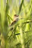 Great Reed Warbler (Acrocephalus arundinaceus) singing in the reeds, Bouches-du-Rhône, France