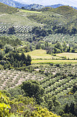Paysage typique des Alpilles, mosaïque agricole depuis les Caisses de Jean-Jean, Mouriès. Au fond, les Opies, sommet des Alpilles, Bouches-du-Rhône, France