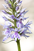 Common spotted Orchid (Dactylorhiza fuchsii) flowers, France