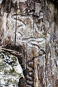 Traces of wood-boring larvae on a trunk, France