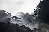 Mist in a Scots pine forest (Pinus sylvestris) in the Parc Naturel Régional du Verdon, France