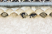 House Martin (Delichon urbicum) nesting in the village of La Martre, Parc Naturel Régional du Verdon, France