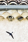 House Martin (Delichon urbicum) nesting in the village of La Martre, Parc Naturel Régional du Verdon, France