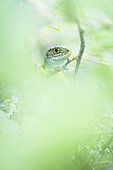 Green lizard (Lacerta viridis), Parc Naturel Régional du Verdon, France