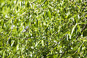 Blue Tit (Cyanistes caeruleus) in a Willow (Salix sp), France