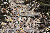 Painted lizard (Liolaemus pictus), endemic to Chile and Argentina, individual with forked tail, Conguillio National Park, IX Region of Araucania, Chile