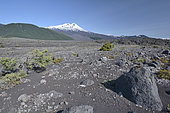 Llaima volcano seen from an old lava flow, Conguillio National Park, IX Region of Araucania, Chile