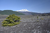 Llaima volcano seen from an old lava flow, Conguillio National Park, IX Region of Araucania, Chile