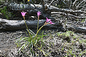 Ananuca de los volcanes (Rhodophiala andicola), Amaryllidaceae from the southern Andes, Sierra Nevada, Conguillio National Park, IX Region of Araucania, Chile