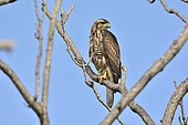 Harris's Hawk (Parabuteo unicinctus) juvenile on a branch, Costanera Sur ecological reserve, Buenos Aires, Argentina