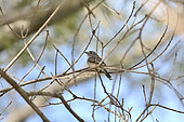 White-crested Tyrannulet (Serpophaga subcristata) on a branch, Costanera Sur Ecological Reserve, Buenos Aires, Argentina