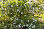 Wayfaring Tree (Viburnum lantana) in bloom