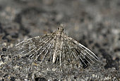 Twenty-plume moth (Alucita hexadactyla) on a wall, France