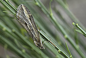 Streak (Chesias legatella) on broom, Côtes d'Armor, Brittany, France
