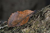 Lappet moth (Gastropacha quercifolia) on bark, Saint-Brieuc, Côtes d'Armor, Brittany, France
