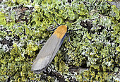 Four-spotted footman (Lithosia quadra) male on lichen, Côtes d'Armor, Brittany, France