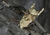 Angleshade moth (Phlogophora meticulosa) on bark, Côtes d'Armor, Brittany, France