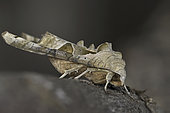 Angleshade moth (Phlogophora meticulosa) on bark, Côtes d'Armor, Brittany, France