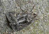 Straw underwing (Thalpophila matura) on bark, Côtes d'Armor, Brittany, France