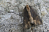 Bird’s Wing (Dypterygia scabriuscula) at rest, Plérin, Côtes-d'Armor, Bretagne, France
