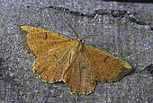 Orange Moth (Angerona prunaria) male on bark, Côtes d'Armor, Brittany, France