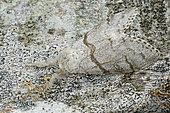 Pale Tussock (Calliteara pudibunda) female on bark, Côtes d'Armor, Brittany, France