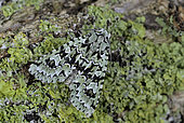Merveille du jour (Griposia aprilina) on lichen, Côtes d'Armor, Brittany, France