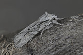 Blair's shoulder-knot (Lithophane leautieri) on bark, Côtes-d'Armor, Brittany, France