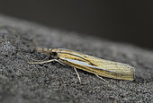 Common Grass-veneer (Agriphila tristella) at rest, Côtes-d'Armor, Brittany, France