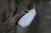 Yellow-tail moth (Euproctis similis) female on twig, Côtes-d'Armor, Brittany, France