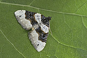 Purple bar (Cosmorhoe ocellata) on a leaf, Côtes-d'Armor, Brittany, France