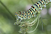 Old World Swallowtail (Papilio machaon) Caterpillar eating young wild carrot seeds, France